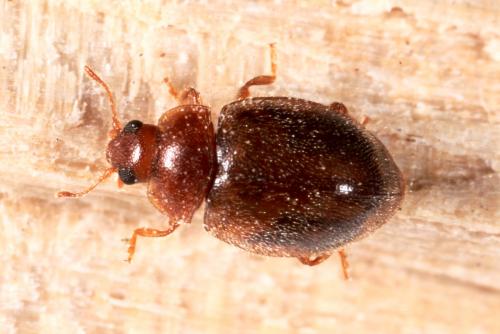 Réf. 137 721 : Rhyzobius chrysomeloides