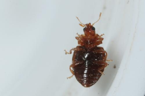 Réf. 137 722 : Rhyzobius chrysomeloides