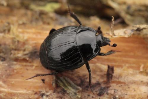 Réf. 137 575 : Margarinotus marginatus
