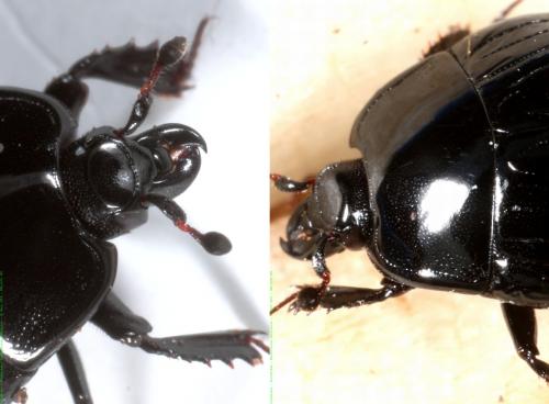 Réf. 137 627 : Margarinotus marginatus