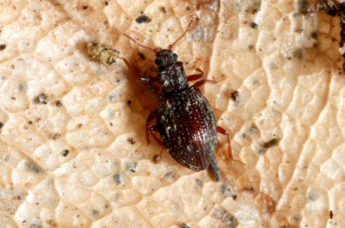 Stephostethus sp.