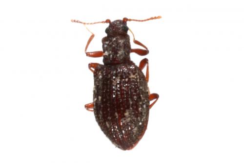 Stephostethus sp.