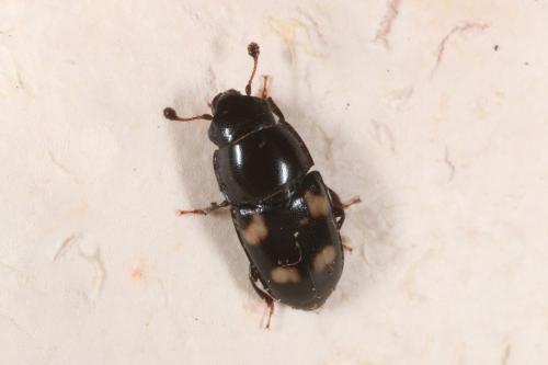 Glischrochilus quadrisignatus