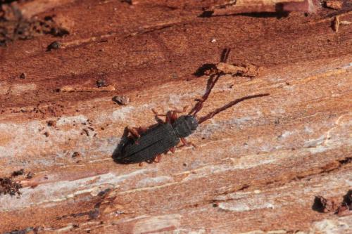 Réf. 137 004 : Uleiota planatus