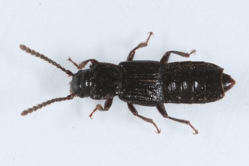 Réf. 137 036 : Coprophilus striatulus
