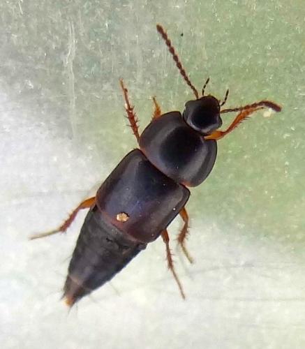 Réf. 137 751 : Tachinus sp.