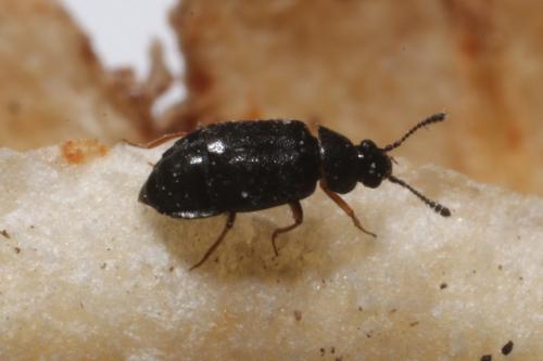 Proteinus sp.