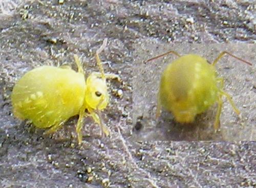 Sminthurus viridis