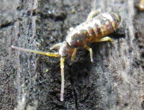Tomocerus vulgaris