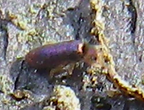 Lepidocyrtus cyaneus