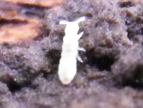 Onychiurinae