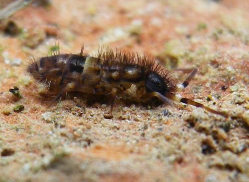 Orchesella cincta