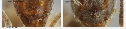 Lasius divers