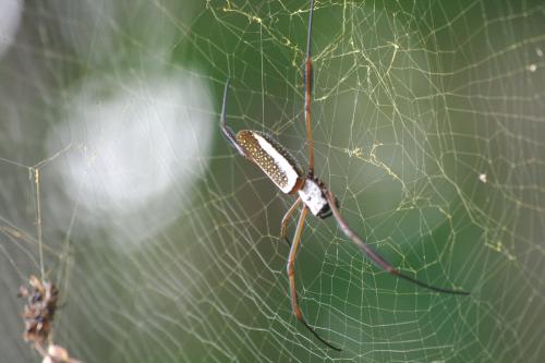 Nephila sp.