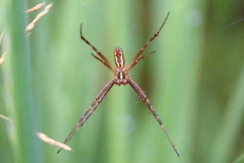 Argiope bruennichi