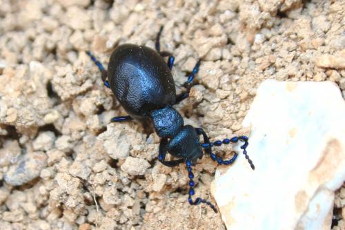 Meloe violaceus
