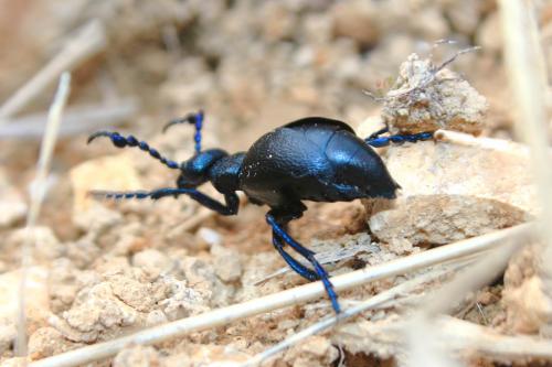 Meloe violaceus