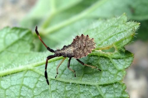 Réf. 137 550 : Enoplops scapha