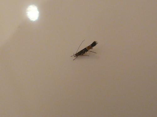 Réf. 137 389 : Cosmopterix pulchrimella