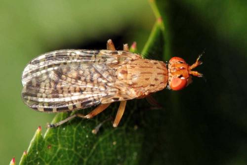 Euthycera chaerophylli