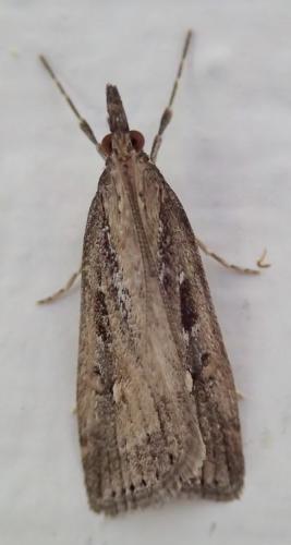 Eudonia octophora