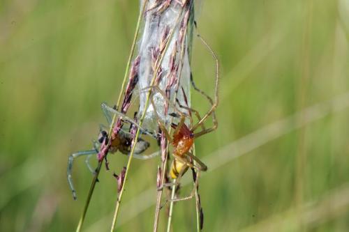 Cheiracanthium sp.