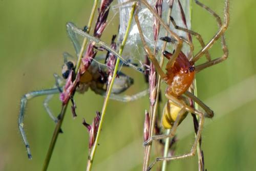 Cheiracanthium sp.