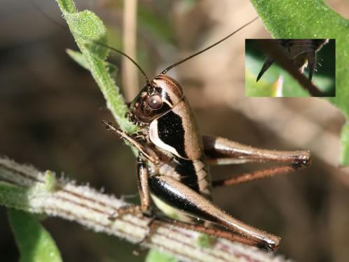 Decticinae