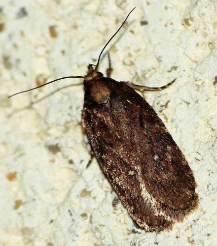Réf. 137 054 : Depressaria albipunctella
