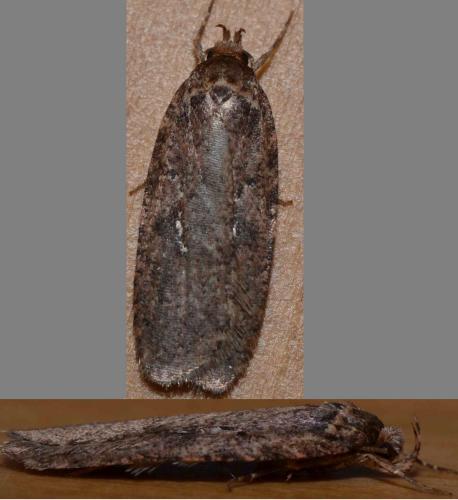 Agonopterix sp.