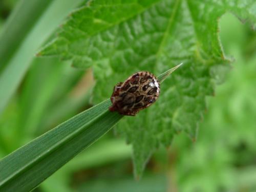 Réf. 137 957 : Dermacentor sp.