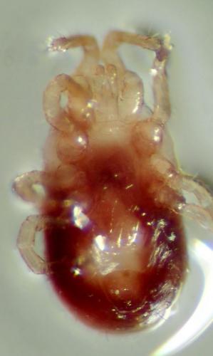 Dermanyssus gallinae
