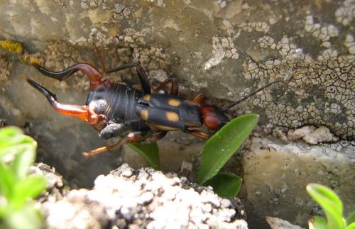 Anechura bipunctata