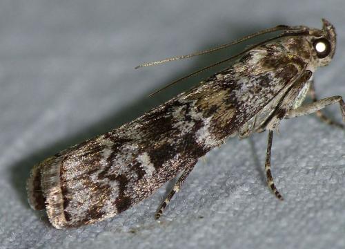 Réf. 137 630 : Dioryctria sp.