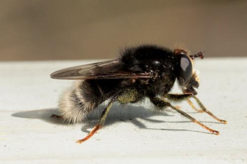 Réf. 137 151 : Criorhina ranunculi