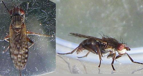 Pherbellia schoenherri