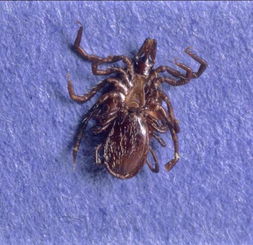 Ixodes ricinus