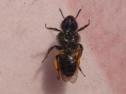 Réf. 137 367 : Andrena bicolor