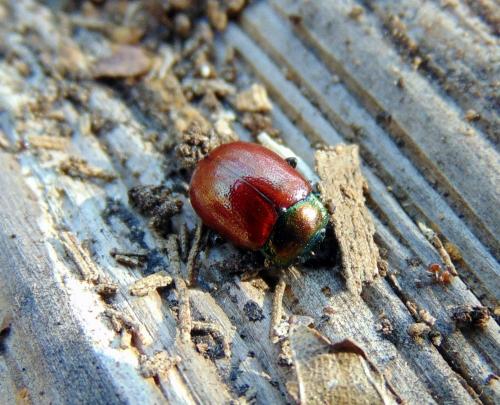 Réf. 137 106 : Chrysolina polita
