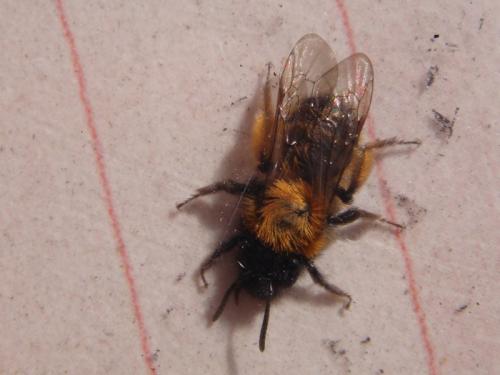 Andrena bicolor