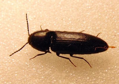 Ampedus nigerrimus