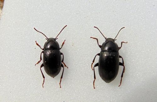 Nalassus laevioctostriatus