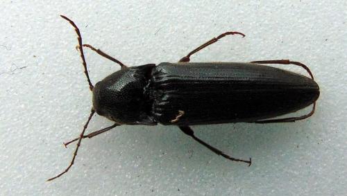Réf. 137 742 : Melanotus villosus