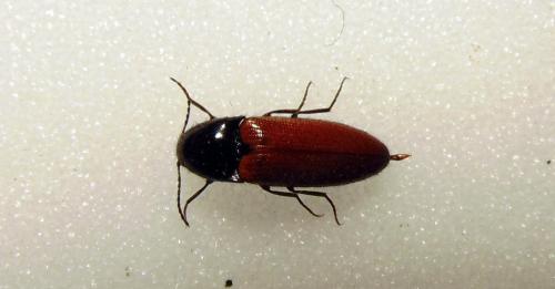 Ampedus sp.