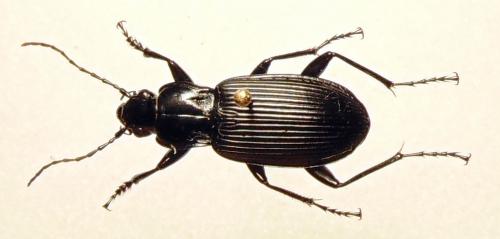 Réf. 137 847 : Pterostichus niger