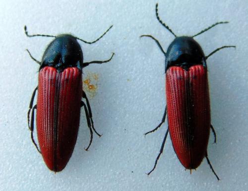 Réf. 137 936 : Ampedus sanguineus