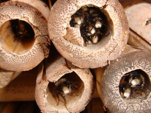 Osmia cornuta
