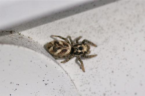 Salticus sp.
