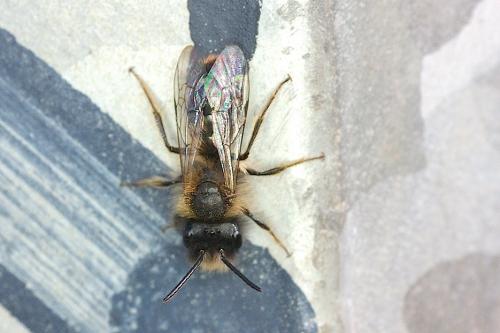 Andrena sp.