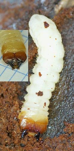 Réf. 137 565 : Rhagium inquisitor